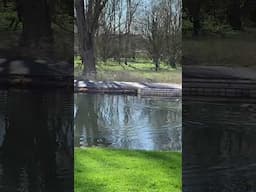 Cuteness Overload: You Won't Believe What This Canadian Goose Does Next! #shorts