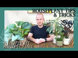 6 Low Light Plants | Houseplant Tips & Tricks Ep. 30