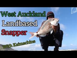 Landbased Snapper Catch and Cook with Kaimachine (West Auckland)