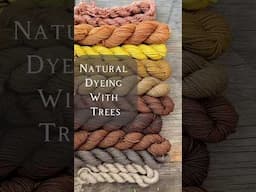 Let’s Naturally Dye with Trees #naturalcolor #naturaldye #plants #tree #yarn