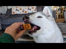 Is My Husky Eating WAFFLES???