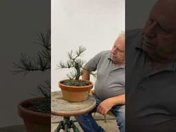 2 year update on a Japanese black pine #bonsai #tree #art #horticulture