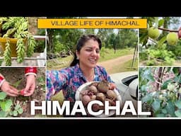 Village life of himachal || resty kamboj || neha bagga | jawala ji | jai mata di | villagelifestyle