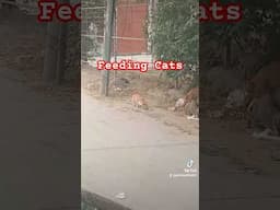 Feeding Cats #feedinstraycats #shorta #foryoupage #catlover #catvideos #help #cat #feeding #cutecat