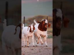 Cherokee boerbokke