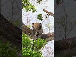 The most clumsy jaguar you’ve ever seen?! #shorts #jaguar #bigcat #wildlife