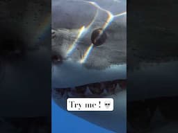 Best ghost blink #funny#Best ghost blink #funny#ghostblinking #blink #animals #shark