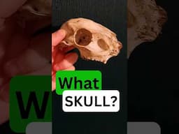 Who's SKULL was this?     #mammals #nature #wildlife