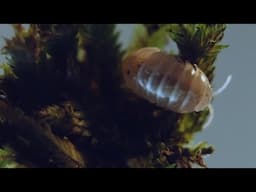 armadillidium vulgare (magic potion)