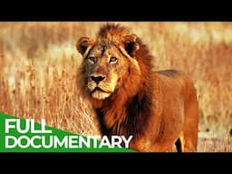 Lions Rule | Episode 2: Hunting Giants | Free Documentary Nature