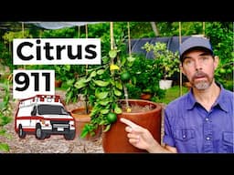 Prevent Disaster: Why My Citrus Tree Broke And How To Avoid It