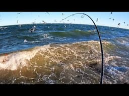 Bait, Birds, and Fish on the Beach on a Windy Surf Fishing Morning!