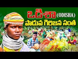 ఒడిశా - పాడువ గిరిజన సంత | Padua Tribal Market | Odisha Tribal Culture | Kranthi Travel Vlogger