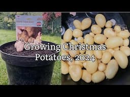 Grow Your Own Xmas Potatoes, Growing Christmas Potatoes 2024