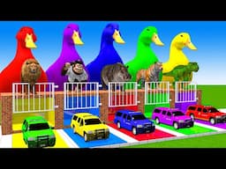 5 Giant Duck Cartoon,Cow,Lion,Tiger,T-Rex,Gorilla,Dog,Paint Wild Animals Crossing Fountain Animation