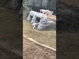 Wow😳 White Tiger😍 #viral #shortvideo #wildlife #tiger #animallover #whitetiger