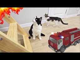 There's a Fire in the Attic!! Will the Cats Help?