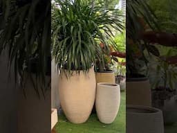 Indoor Plants For Living Room #garden