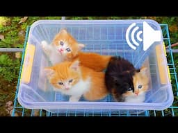 Little kittens meowing and talking—cute cat video