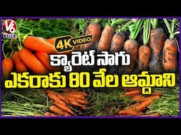 Carrot Farming In Ranga Reddy District: Farmer Gets Huge Profits | 4K Video | V6 Life