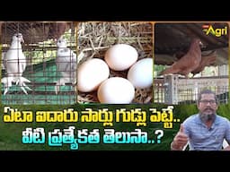 Pigeon Breeding | ఏటా ఐదారు సార్లు గుడ్లు పెట్టే.. వీటి ప్రత్యేకత తెలుసా..? Tone Agri