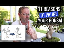 Why you must prune your bonsai in summer  |  Ficus Microcarpa