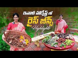 Farm Harvest /వెల్లుల్లిపాయలు నాటి హార్వెస్ట్ చేసాను ​⁠@MADGARDENER