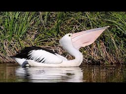 Pelican Fishing in a Freshwater Lake 🐟🎣