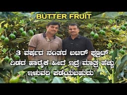 Butter fruit farming  in Kannada|Avocado farming|Benne Hannu Krushi|Butter fruit farming details|