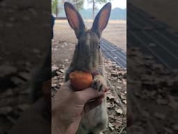 Meet Stripe The Friendly Rabbit