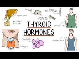 Understanding Thyroid Hormones