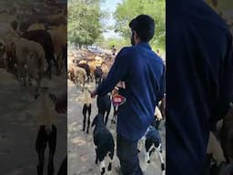 தமிழ்நாட்டில் பரவலாக காணப்படும் குரும்பை ஆடுகள் #goatfarm #goatmarket #goatsales