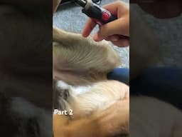 Trimming my Dog’s nails part 2 #dog #yourdog #dogtraining