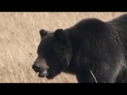 28 Minutes Of Mortifying Bear Attacks