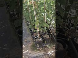 APPLE TREES READY FOR FIELD TRANSPLANT #apples #nursery  #fruittrees #fruit