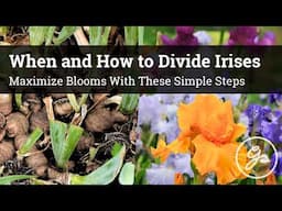 When and How to Divide Your Irises / Maximize Blooms With These Simple Steps