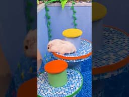 Awesome Hamster Water Roller Coaster in the Pool Maze ep. 2 🐹 Homura Ham