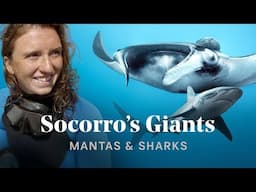 SOCORRO: Epic Diving with Mantas & Sharks in Mexico