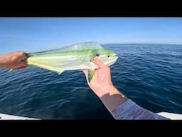 Fly & Light Tackle Mahi-Mahi Fishing On The Skiff!