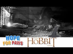 Hobbit cats lived in their Hobbit-hole, but this one was not safe for them! 🧙‍♂️