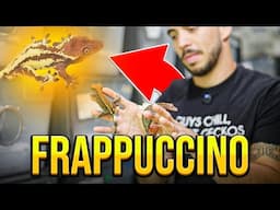 Frappuccino Crested Geckos Explained.