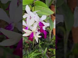 ORCHID FLOWERS CLUSTERS.