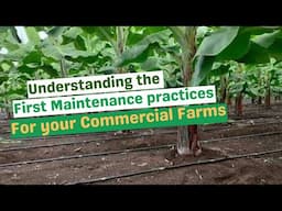 THE FIRST MANAGEMENT PRACTICES FOR YOUR PLANTAIN FARMS/ Key Practices for Thriving Plantain Farms