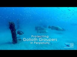 Protecting Goliath Groupers In Perpetuity