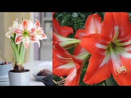 How to Plant Amaryllis Bulbs for Winter Blooms & Tips for Growing Gorgeous Amaryllis🌸✨