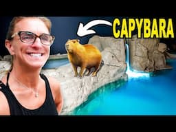 DIY Building The Ultimate Capybara Paradise! Pt. 2