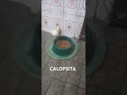 Calopsita comendo a ração  do cachorro