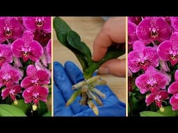 Saving Orchid, Without Roots: How It’s Done!