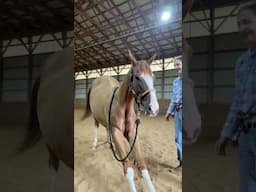 My Horse Does Yoga!  -Angel’s Animals helped Cupid find his zen 🧘‍♀️