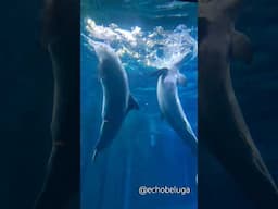 POV: You found the Disney World dolphins 😍🐬